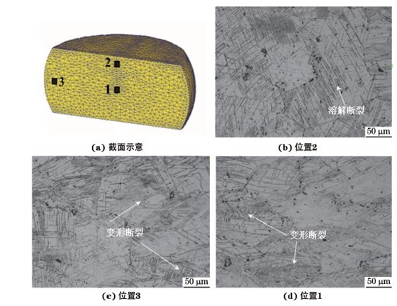 圖３ 在９８０ ℃、應(yīng)變速率為０．０１０s－１下壓縮至應(yīng)變量為３０％后GH４１６９合金不同區(qū)域的顯微組織