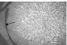 螺栓頭部弧形開裂形貌 螺栓頭部弧形開裂形貌