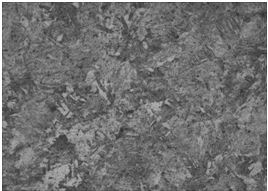 圖16-14 顯微組織 500&times;